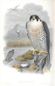 Illustration of Falco Peregrinus (Peregrine Falcon)