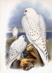 Illustration of Falcons