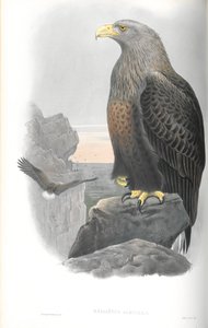 Illustration of Haliaetus Albicilla (Sea-Eagle)