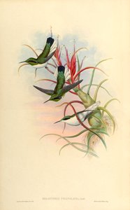 Illustration of Heliothrix phainolaema (hummingbird) on Tillandsia bulbosa (bromeliad)