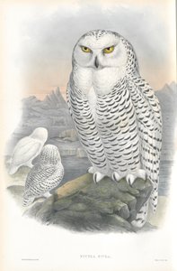 Illustration of Nyctea Nivea (Snowy Owl)
