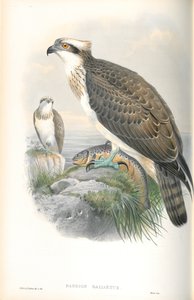 Illustration of Pandion Hallaetus (Osprey) by John Gould