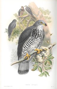 Illustration of Pernis Apivorus (Honey-Buzzard)