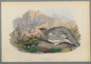 Common Ptarmigan (Autumn Plumage)