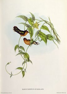 Leucippus Fallax by John Gould