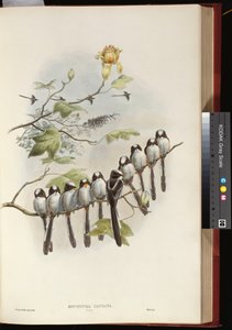 Long-tailed Tit by John Gould