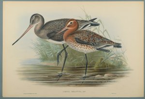 Lurinosa Melanura