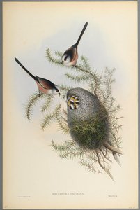Mecistura Caudata - Long-Tailed Tit by John Gould