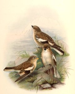 Montifringilla adamsi