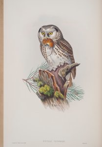 Nyctale Tengmalmi, plate from The Birds of Great Britain by John Gould, published 1862-73 by John Gould