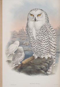 Nyctea Nivea, plate from The Birds of Great Britain by John Gould, published 1862-73