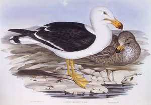 Pacific gull (Larus pacificus), Engraving by John Gould by John Gould