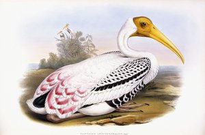 Painted Stork by John Gould
