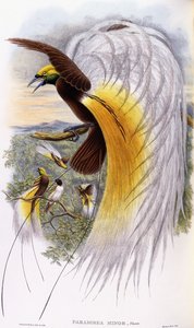 Lesser Bird-of-Paradise