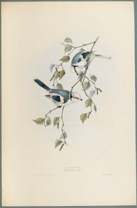 Azure Tit by John Gould