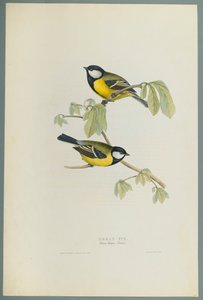 Great Tit