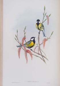 Parus Major, plate from The Birds of Great Britain by John Gould, published 1862-73 by John Gould