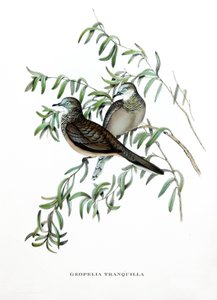 Peaceful Dove, birds from Australia, engraving from book by John Gould (1804-1881) Tropical Birds by John Gould