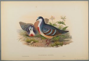 Philogoenas Cruenta by John Gould