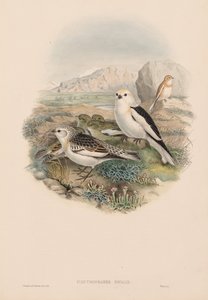 Snow Bunting