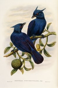 Purple and Violet Manucode
