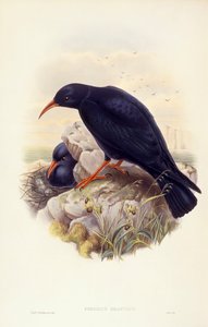 Red-billed chough (Pyrrhocorax pyrrhocorax), Engraving by John Gould