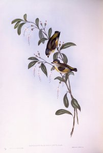 Red-browed pardalote (Pardalotus rubricatus), Engraving by John Gould by John Gould