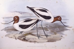 Red-necked avocet (Recurvirostra novaehollandiae), Engraving by John Gould by John Gould