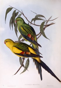Regent parrot (Polytelis anthopeplus), Engraving by John Gould