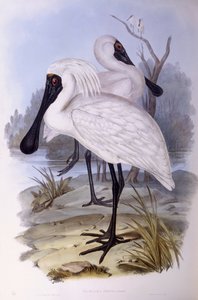 Royal spoonbill (Platalea regia), Engraving by John Gould by John Gould