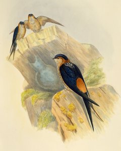 Rufous-bellied Swallow (Hirundo daurica), engraving by John Gould, United Kingdom