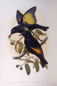 Satin bowerbird (Ptilonorhynchus violaceus), Engraving by John Gould