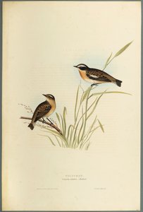 Whinchat by John Gould