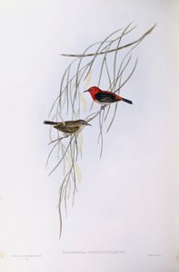 Scarlet myzomela (Myzomela sanguinolenta), Engraving by John Gould