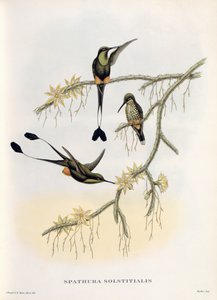 Spathura Solstitialis by John Gould