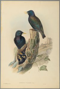 Starling