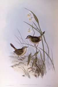 Striated Calamanthus (Calamanthus fuliginosus), Engraving by John Gould