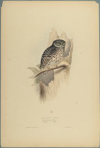 Noctua by John Gould