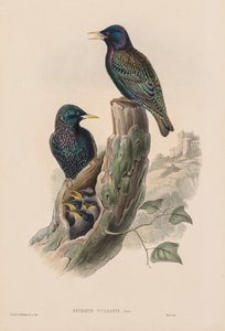 Common Starling