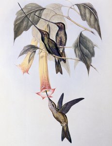 Sword-billed Humming Bird (Docimastes ensiferus)