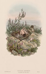 The Birds of Great Britain: Cuculus canorus by John Gould