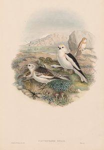 The Birds of Great Britain: Plestrophanes nivalis
