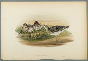 Wood Sandpiper by John Gould