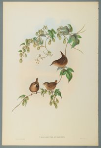 Troglodytes Europaeus - Common Wren