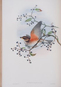 Turdus Illacus, plate from The Birds of Great Britain by John Gould, published 1862-73 by John Gould