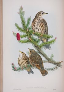 Turdus Viscivorus, plate from The Birds of Great Britain by John Gould, published 1862-73