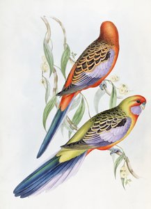 Unknown Image