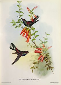 Urochroa Bougieri by John Gould