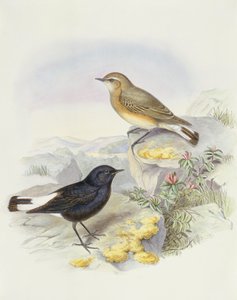 Variable wheatear (Oenanthe picata), Engraving by John Gould