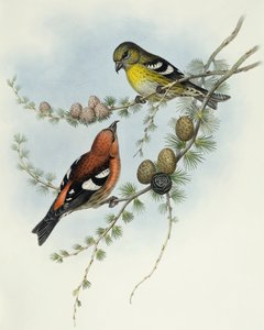 White-Winged Crossbill (Loxia leucoptera), Engraving by John Gould by John Gould